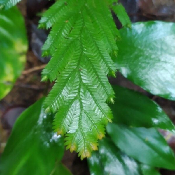 Selaginella parkeri Лист