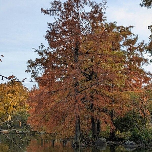 Taxodium distichum অভ্যাস