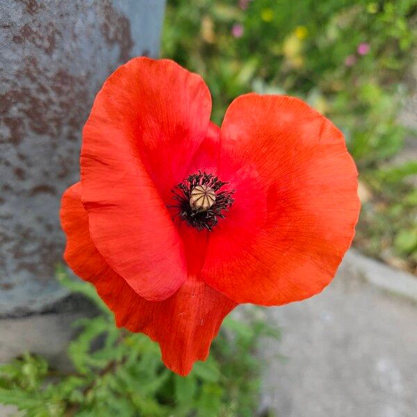 Papaver setiferum Flor