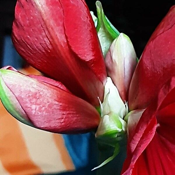 Hippeastrum reginae Flor