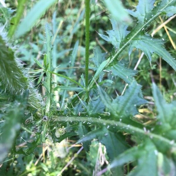 Cirsium palustre Fulla