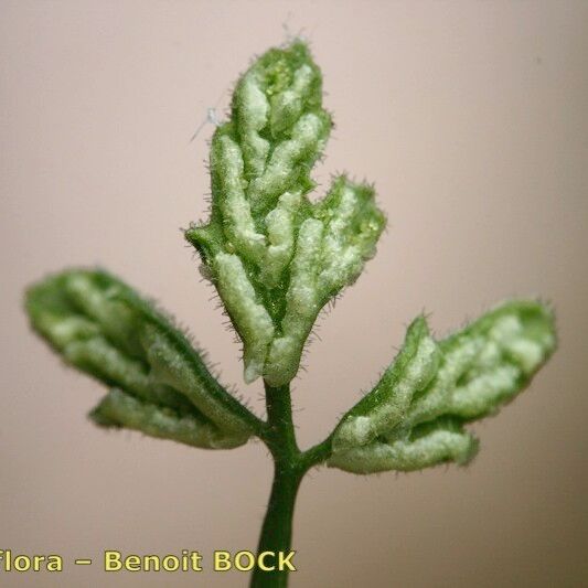 Asplenium seelosii Folha