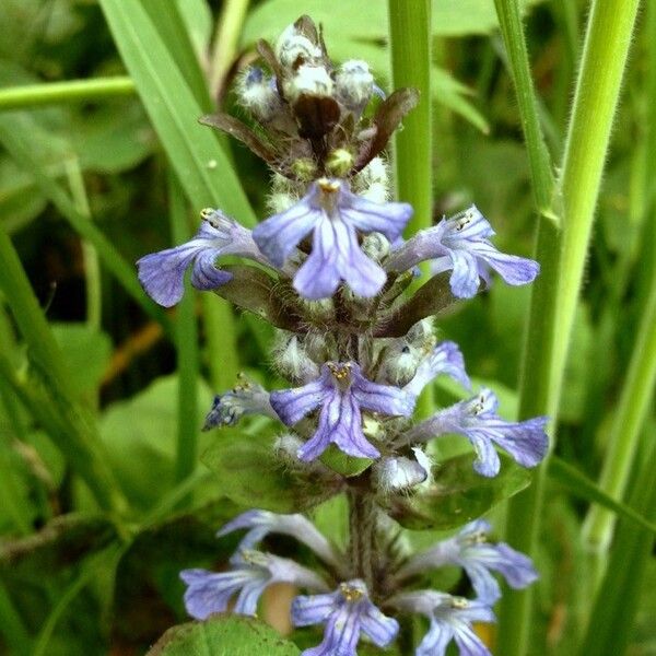 Ajuga reptans Λουλούδι