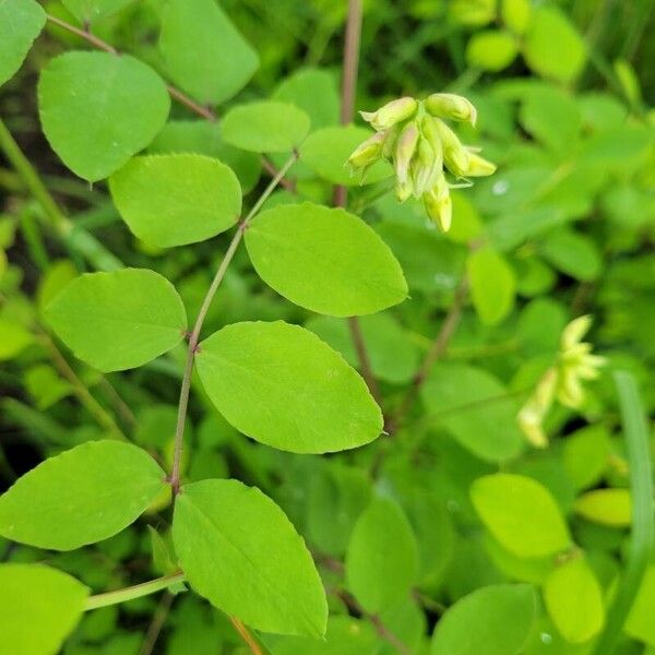 Lathyrus holochlorus Folla