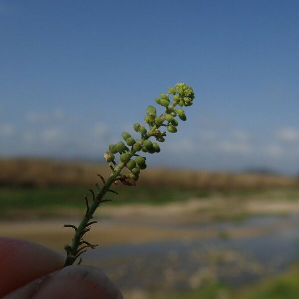 Lepidium didymum Frucht