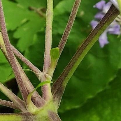 Clematis heracleifolia Azala