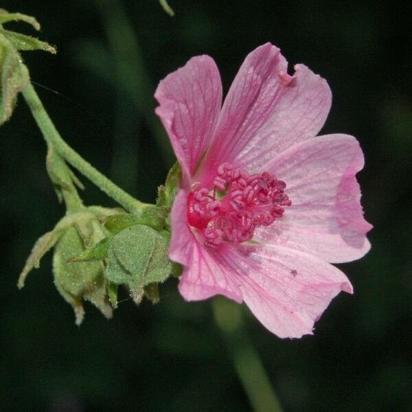 Althaea cannabina 花