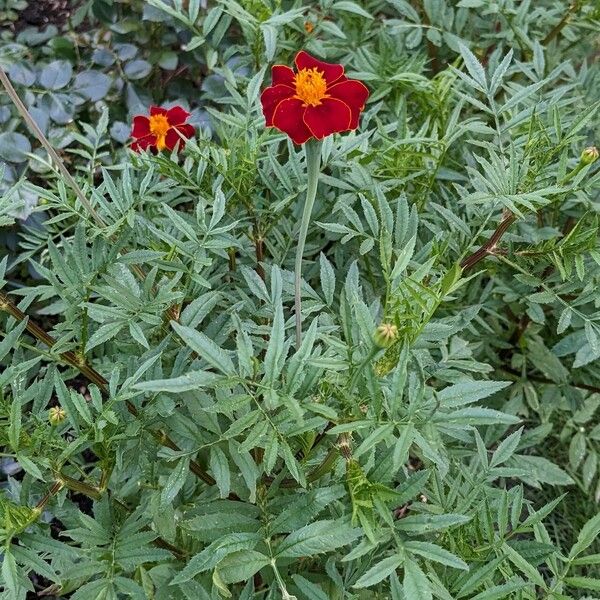 Tagetes erecta Habit