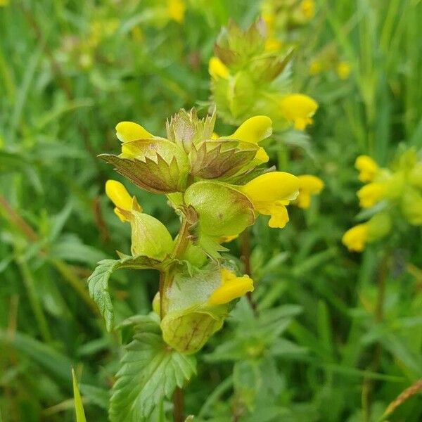 Rhinanthus minor Blüte