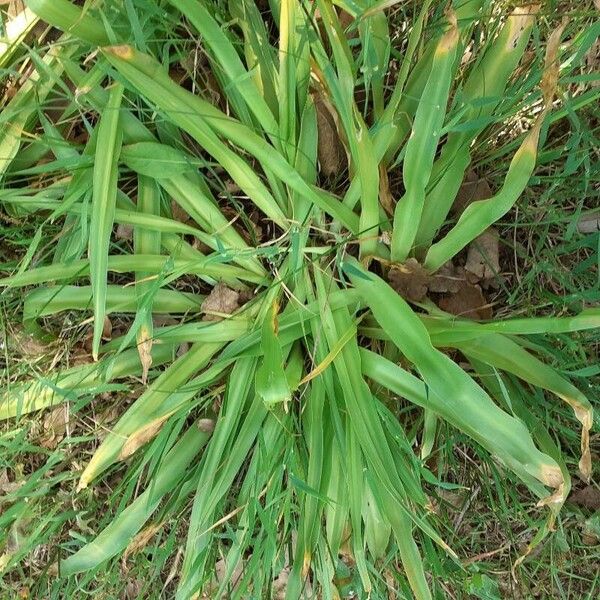 Nectaroscilla hyacinthoides Folla
