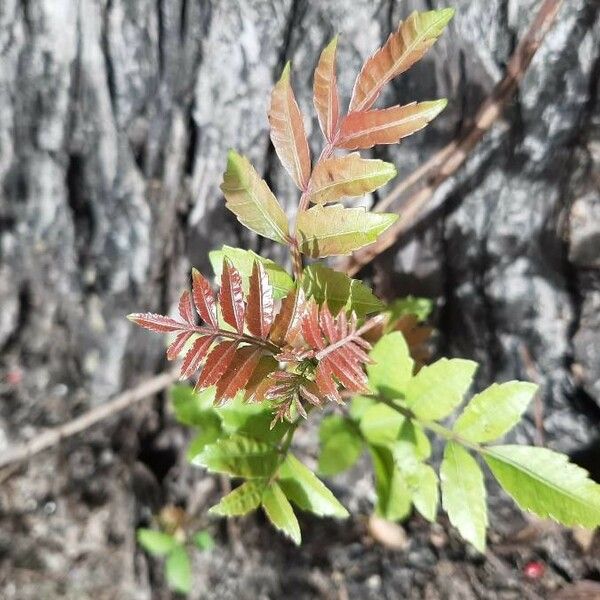 Schinus terebinthifolia Leaf