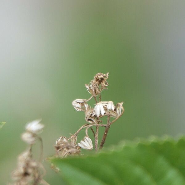 Ageratina adenophora 花