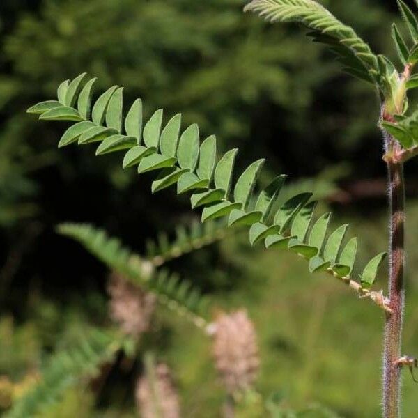 Astragalus alopecurus برگ