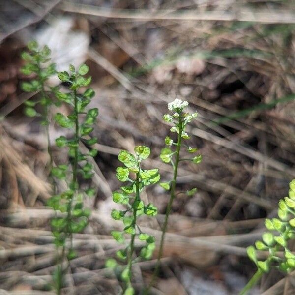 Teesdalia coronopifolia Blomst