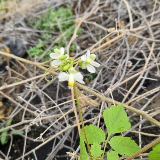 Cardiospermum grandiflorum Цвят