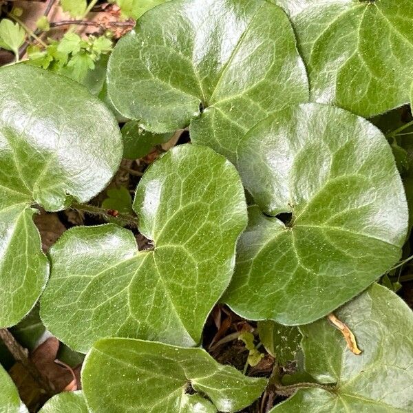 Asarum europaeum Leaf