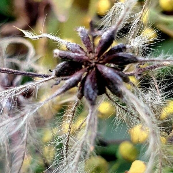 Clematis recta Flower