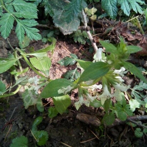 Stachys annua Habitat