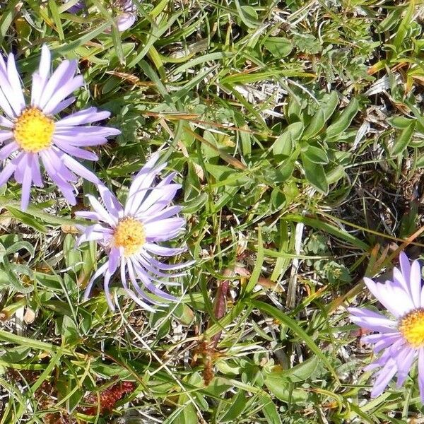 Aster alpinus Цвят