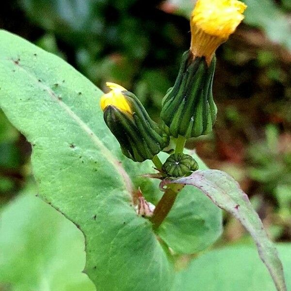 Sonchus oleraceus Lehti