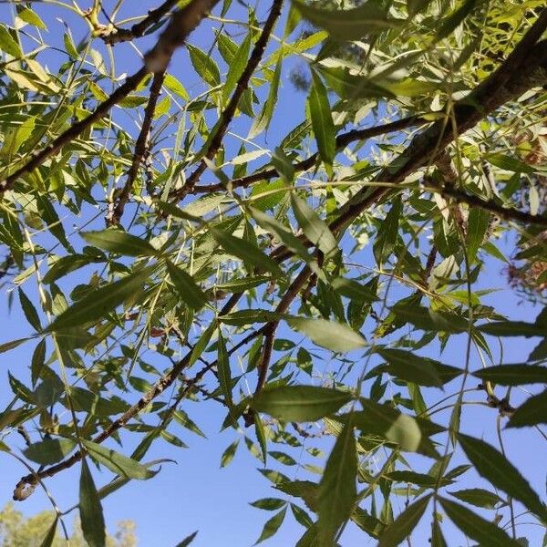 Fraxinus angustifolia Leaf