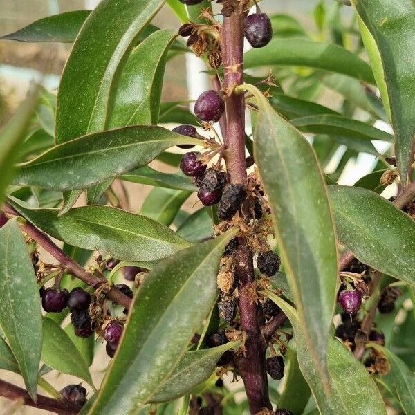 Myoporum laetum Плід