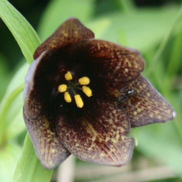 Fritillaria camschatcensis Fleur