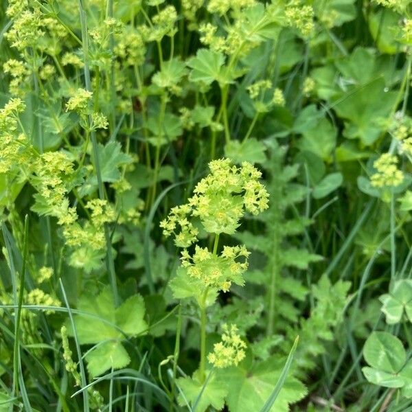 Alchemilla monticola Fiore