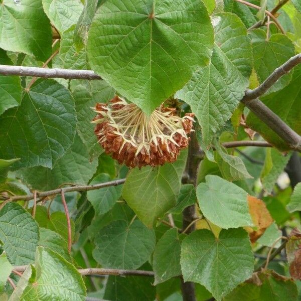 Dombeya wallichii 花