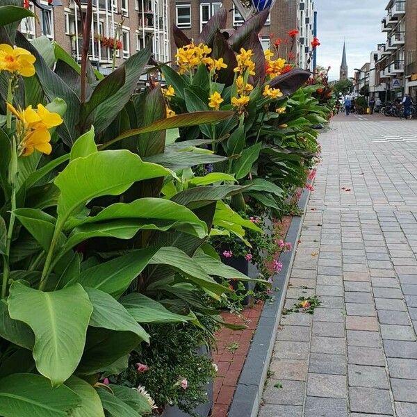 Canna × hybrida Květ