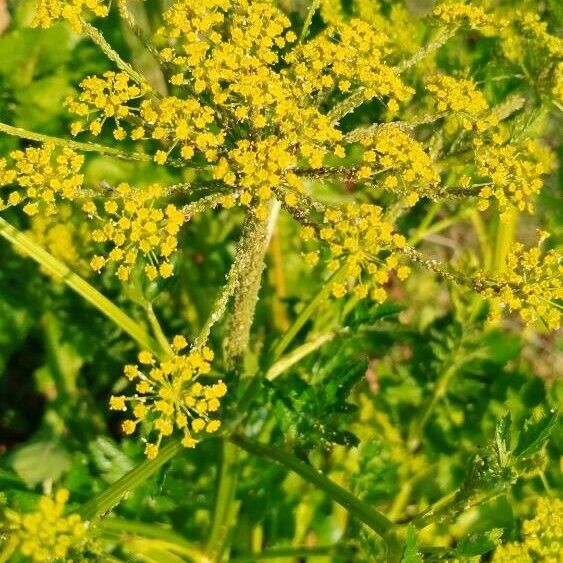 Pastinaca sativa Flower