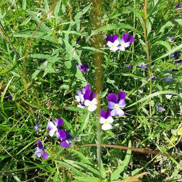 Viola tricolor Flower