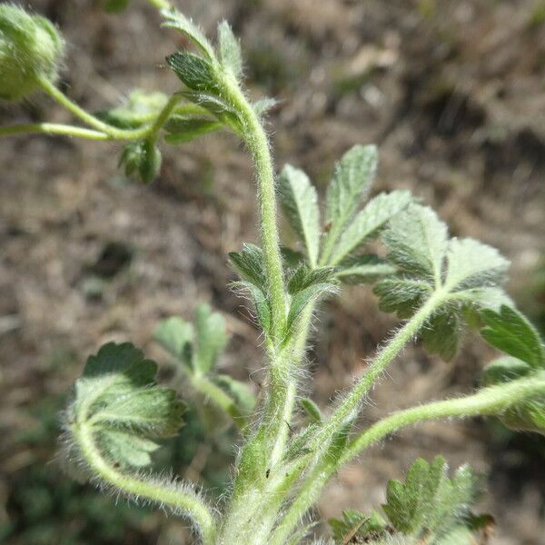 Potentilla verna Other