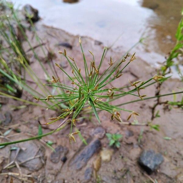 Cyperus haspan Flower