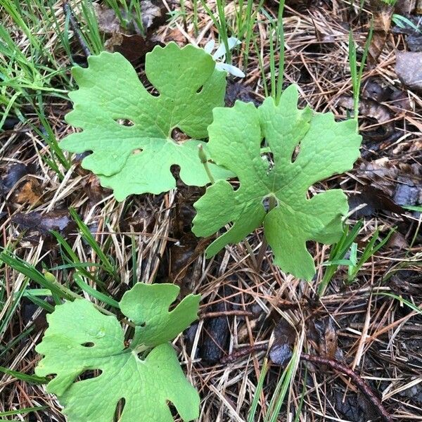 Sanguinaria canadensis Lehti