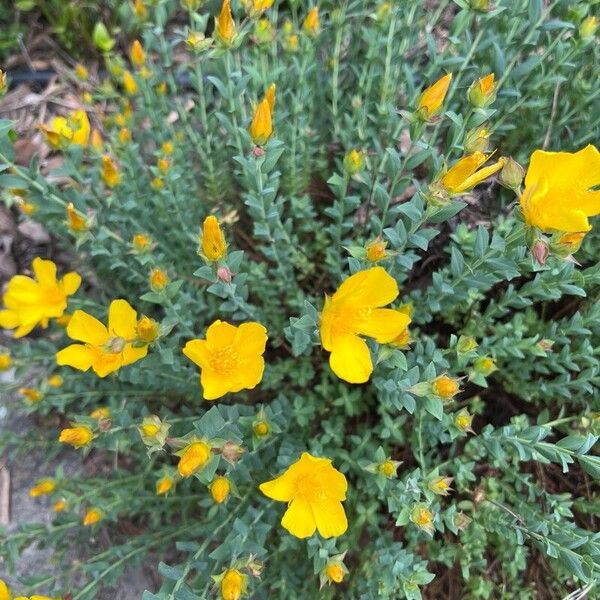 Hypericum olympicum Flower