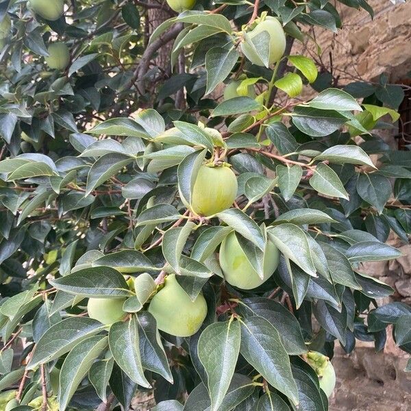 Diospyros kaki 葉