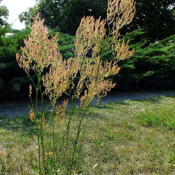 Rumex thyrsiflorus Hábito