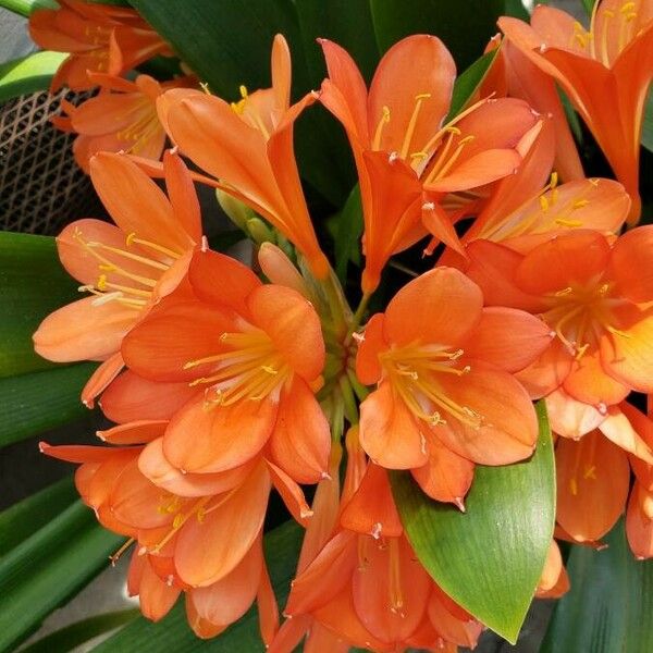 Clivia miniata Květ