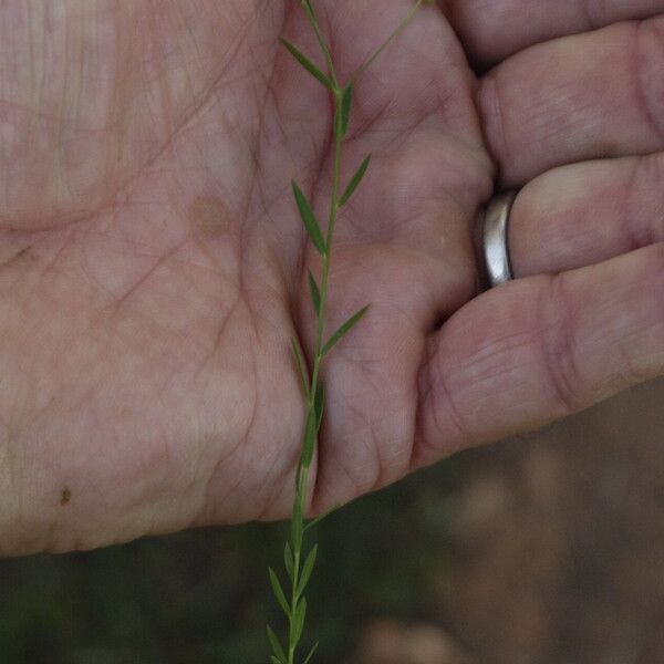 Linum austriacum ഇല