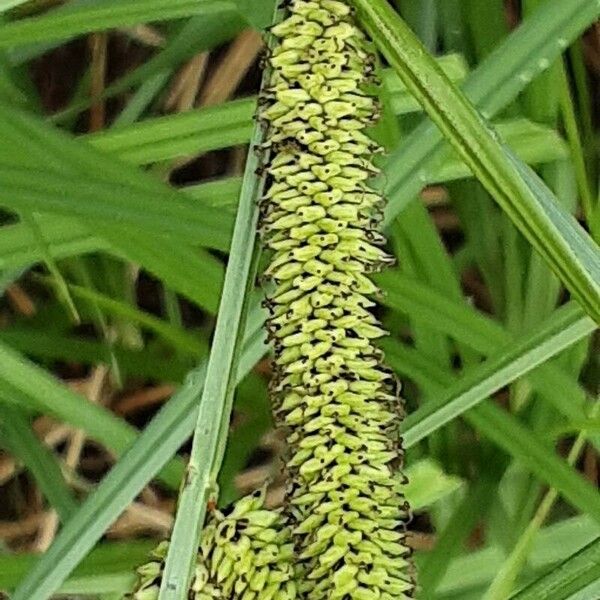 Carex acutiformis Плод