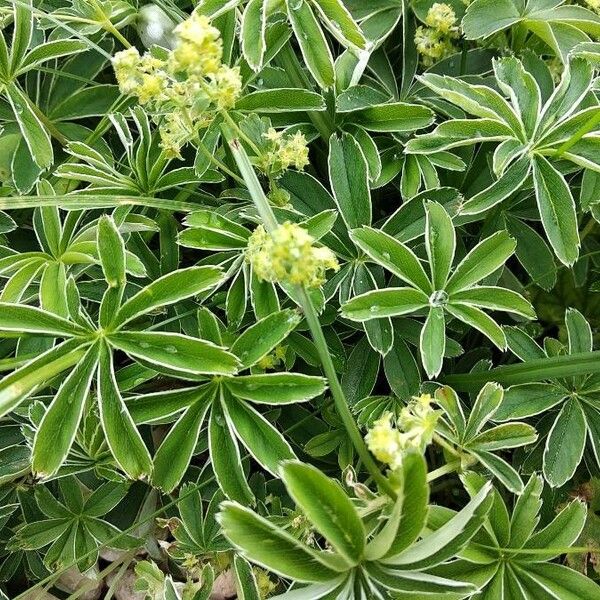 Alchemilla alpina Floro