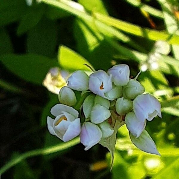 Allium roseum Květ