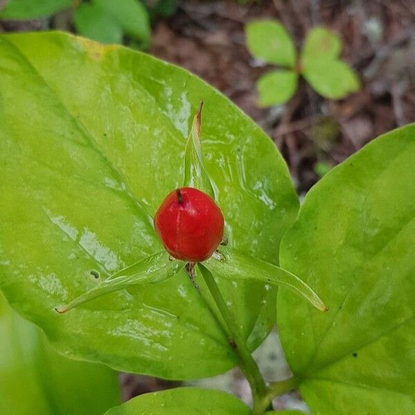 Trillium undulatum ഫലം