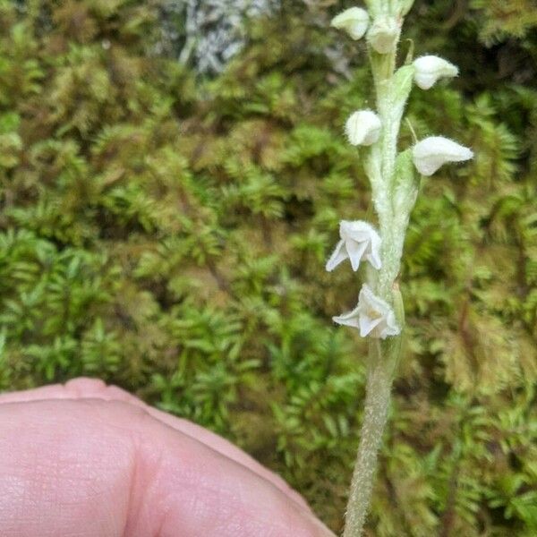 Goodyera repens Flower