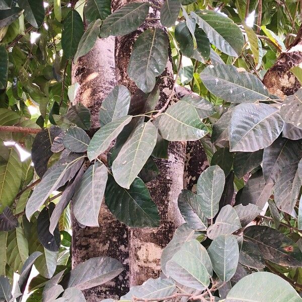 Ficus callosa Blad