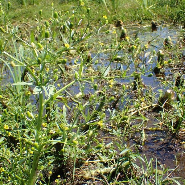 Ranunculus sceleratus Habit