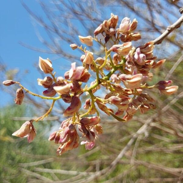 Gliricidia sepium Flower