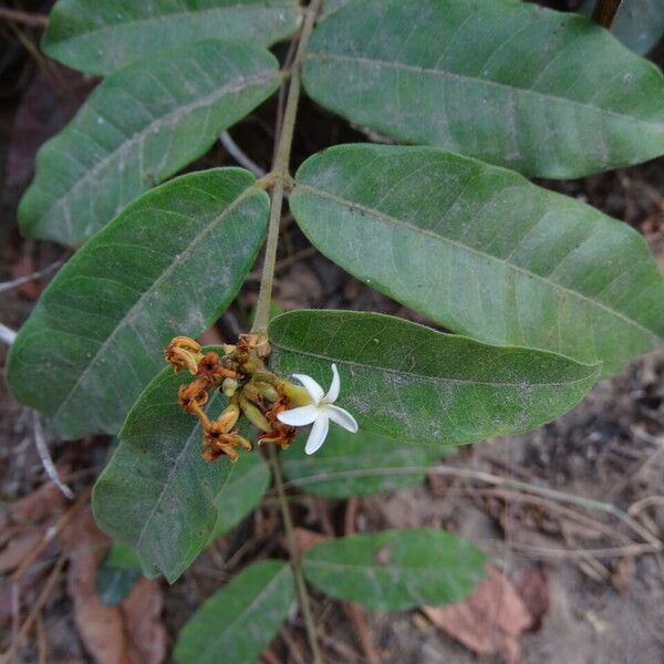 Saba senegalensis 花