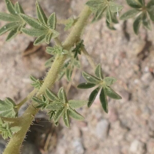 Cleome suffruticosa Kabuk